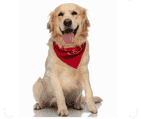 Bowties and Bandanas: Custom accessories to add to your pet's look