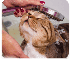 Specialized cat grooming service