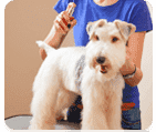 Fragrant Cologne Perfume Spritz: Wonderful pet friendly scents