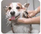 Skin Soothing Spa Treatments for pets' sensitive skin