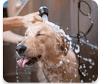 Tail Wagging luxurious baths with premium shampoos and conditioners