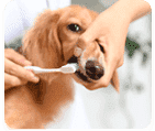 Teeth Brushing an Fresh Breath Treatment for Pets