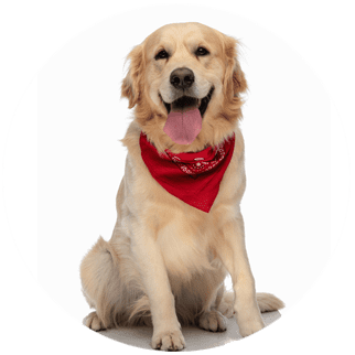 Pet grooming service: Bowties and Bandanas