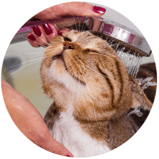 Pet grooming service: Superior Cat Grooming