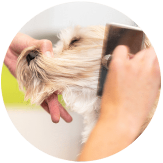 Pet grooming service: Dematting and Detangling