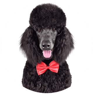 Pet grooming service: Fashionable Fur cuts for dogs