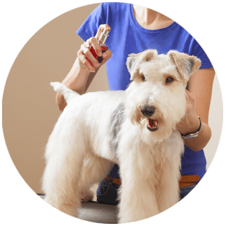 Pet grooming service: Fragrant Cologne Perfume Spritz