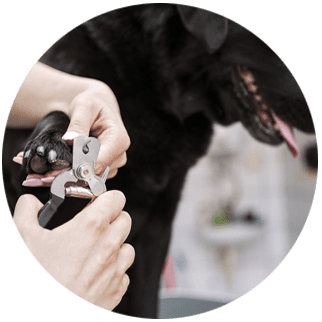 Pet grooming service: Nail Trims and Pawdicures