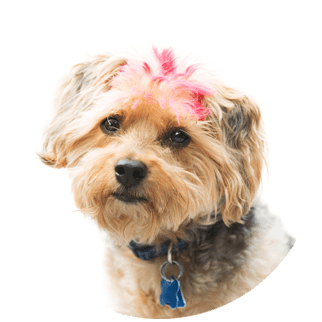 Pet grooming service: Nail polish and Hair dyes