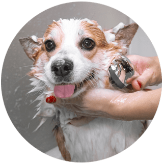Pet grooming service: Skin Soothing & Spa Treatments