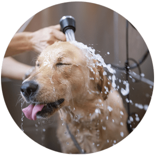 Pet grooming service: Tail Wagging Baths