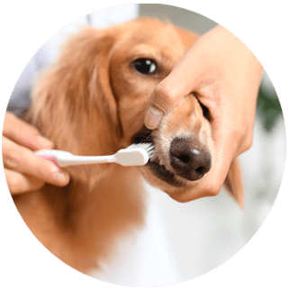 Pet grooming service: Teeth Brush and Fresh Breath